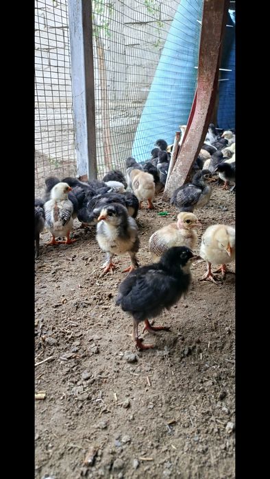 Продаются циплята