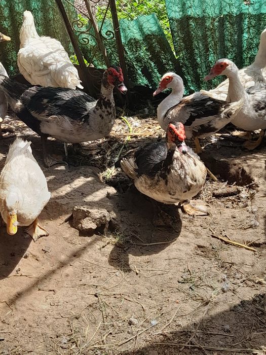 Ratoi muți de vanzare