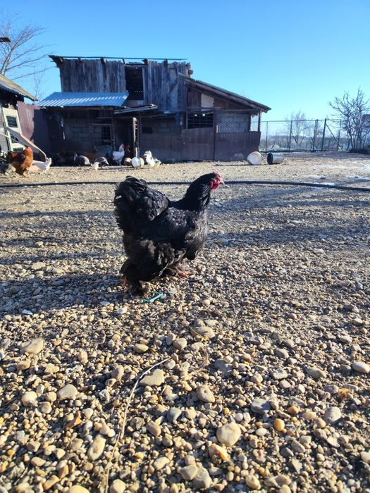 Vând găini și cocoși Cochinchina