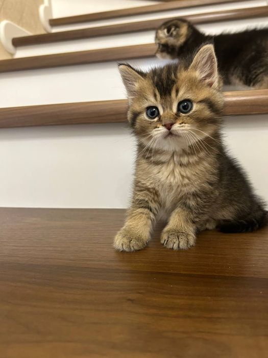 Котята породы скоттиш фолд и скоттиш страйд