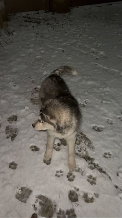 Хаски чистый  порода