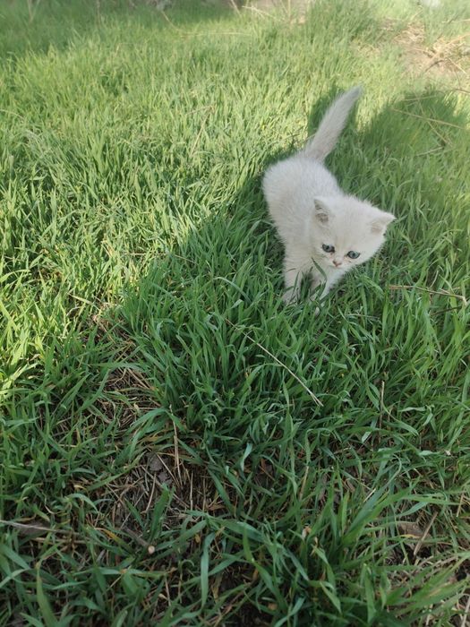 Котята Шиншиллы Серебро