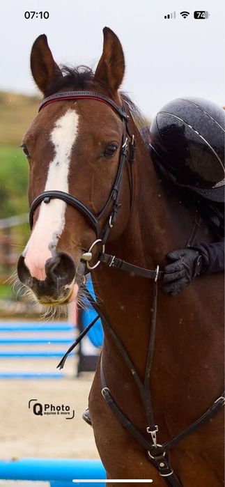 Cal de sport Olandez de 6 ani