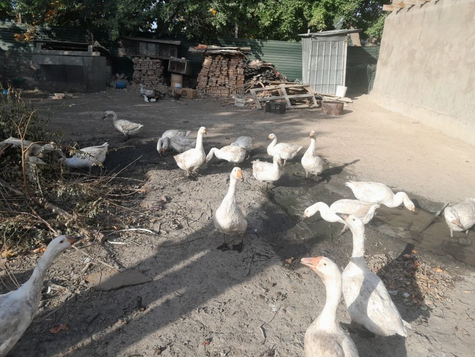 Куры гуси утки козы