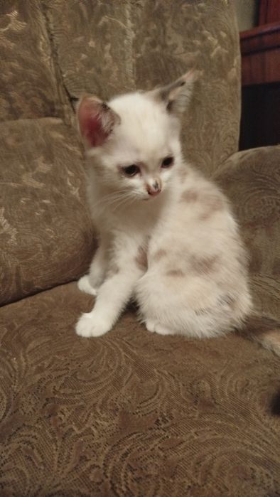Отдам котят в хорошие руки.