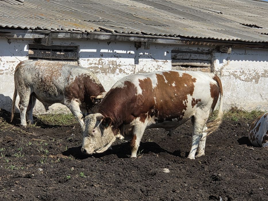 Продам быков симментальской породы