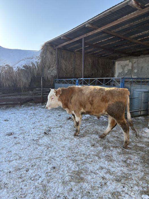 Продам 2 годовалых бычков