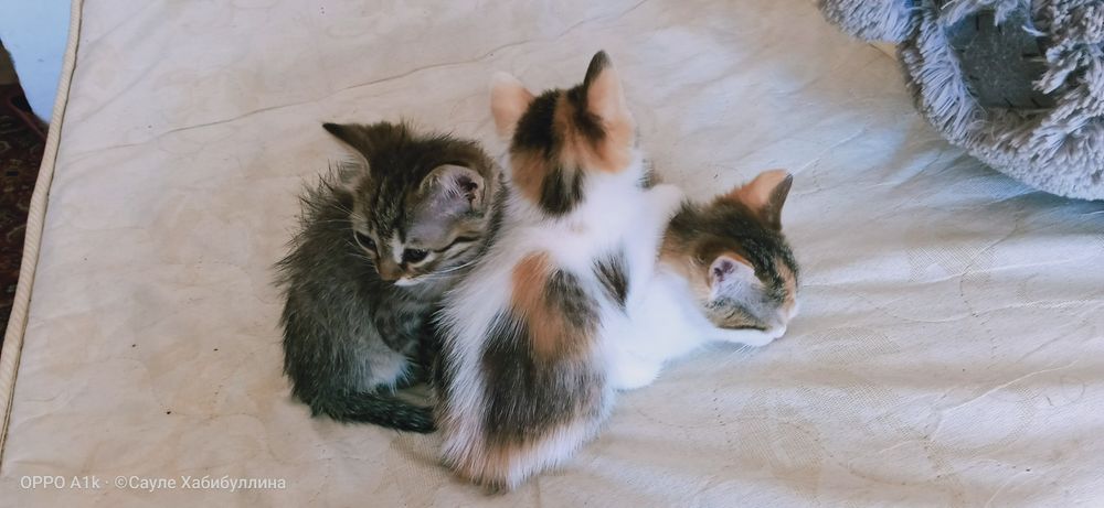 Отдам домашних КОТЯТ в добрые руки