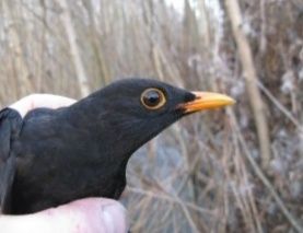 Чёрный дрозд, самец.