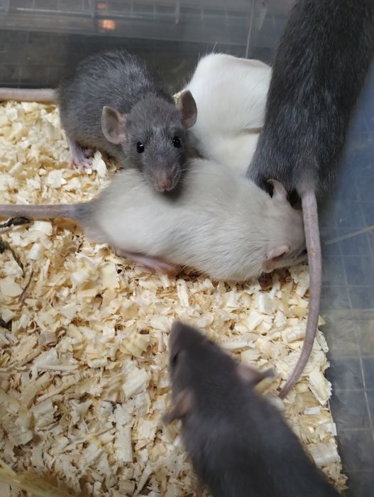 Плъхчета дъмбо, за домашни любимци.