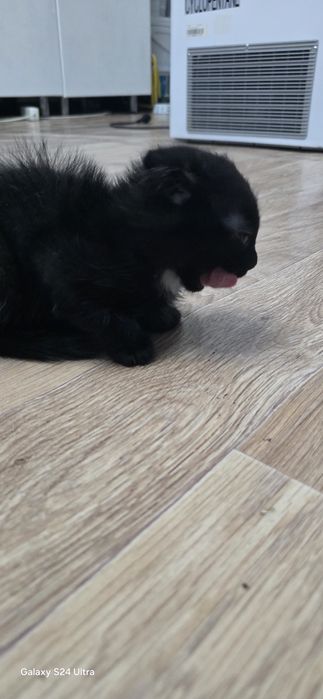 отдам котят мальчики