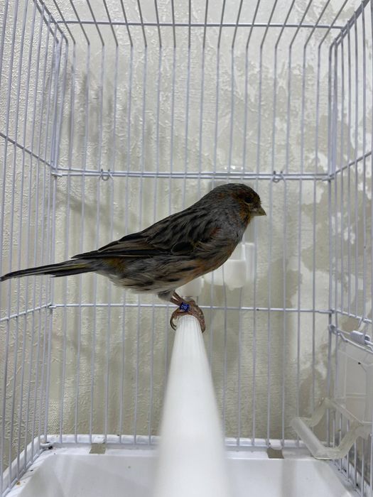 Kanareyka Nar turkiya