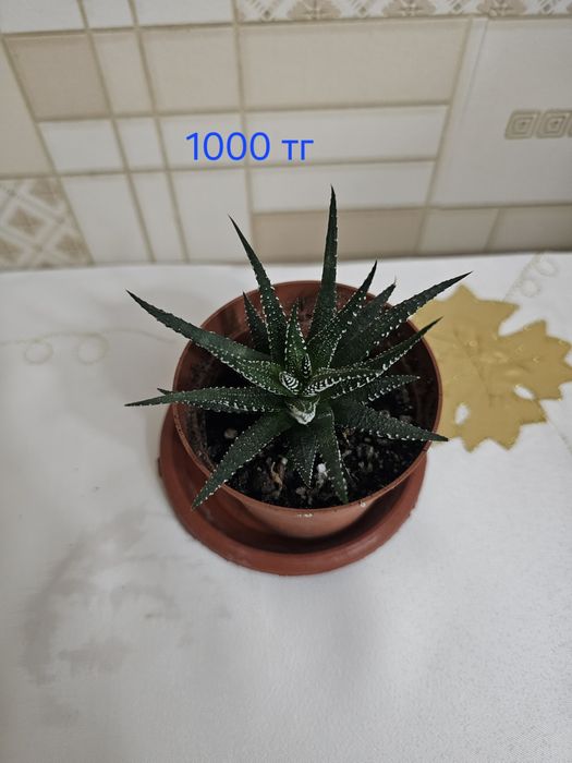 Комнатные цветы.