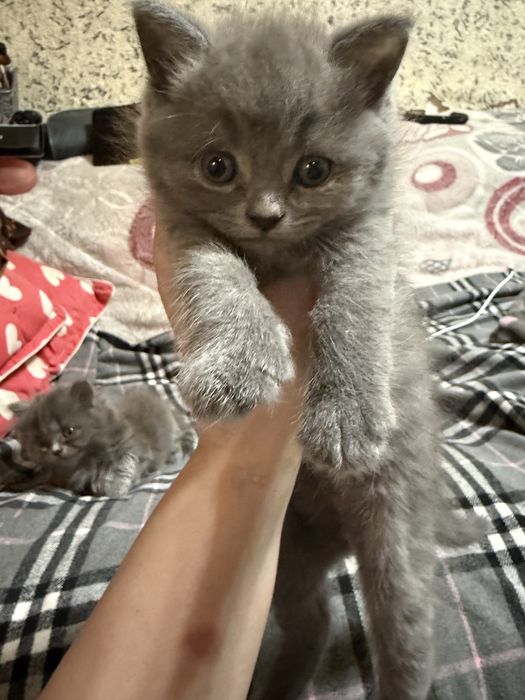 Скотиш фолд скотиш страй