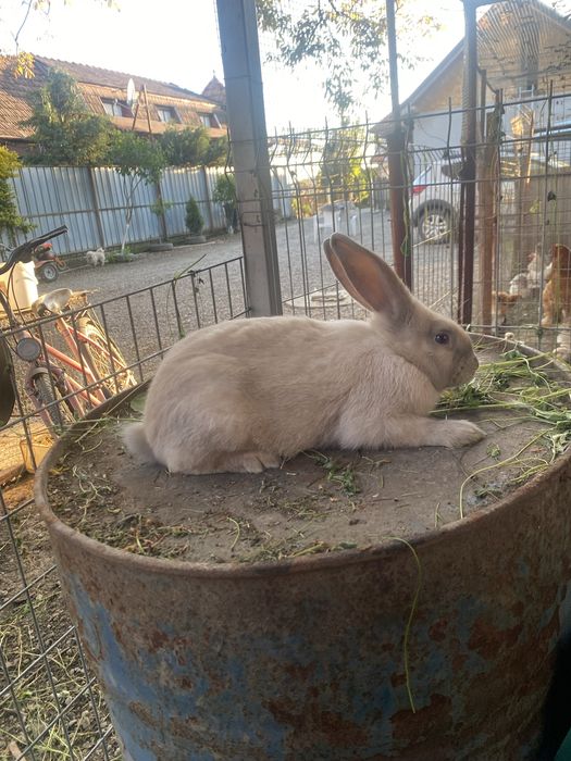 Vand doi masculi si o femela de secuiesc lila