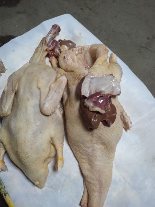 Домашнии утки