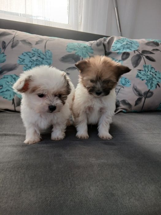Cățeluși bichon de 8 săptămâni