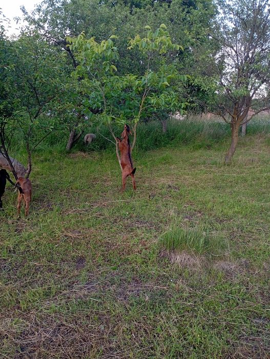 Vând tapic anglonubian rasa pura
