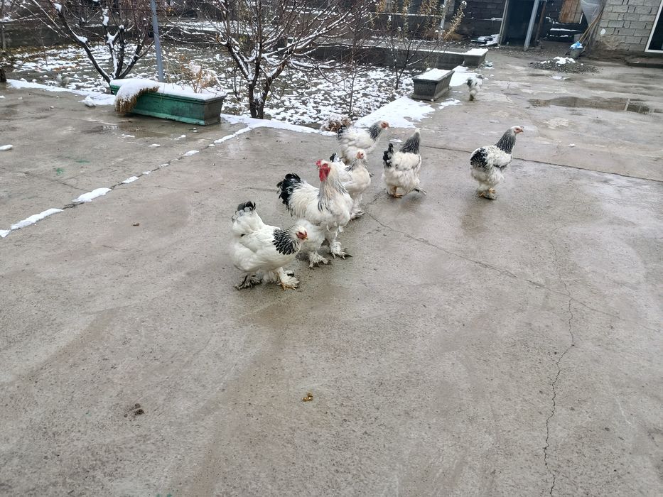 Светлый брама тухумлари