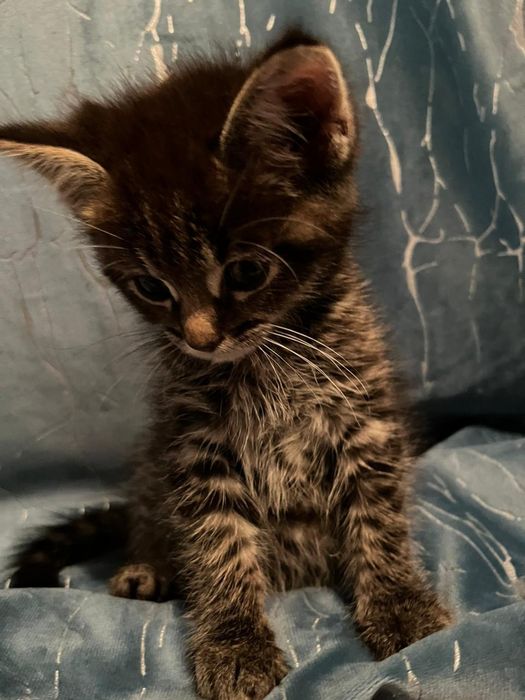 Мейн-кун/шотландская вселаухая