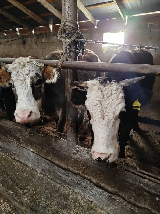 Семіз сиыр 1,5жас соғым