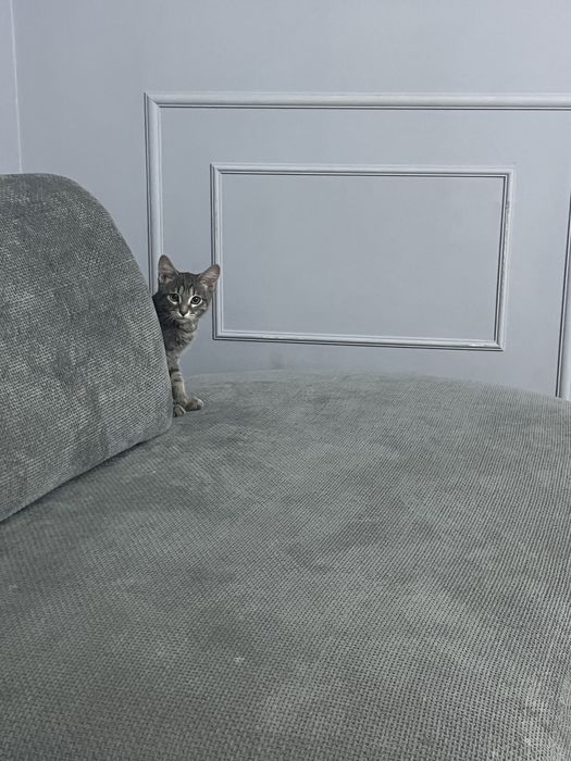 Продам кота самец