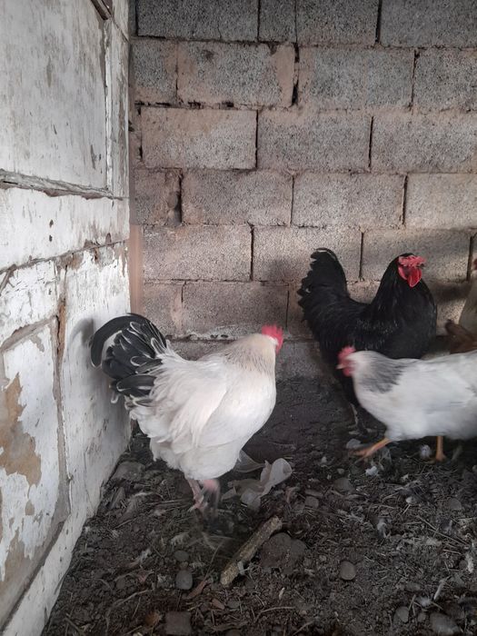 Кораздар сатылады,