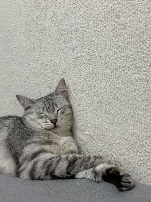 Отдам кошку бесплатно