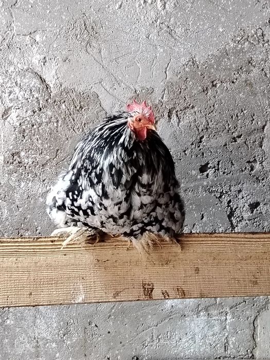 Cocoș chochinchina pitic original