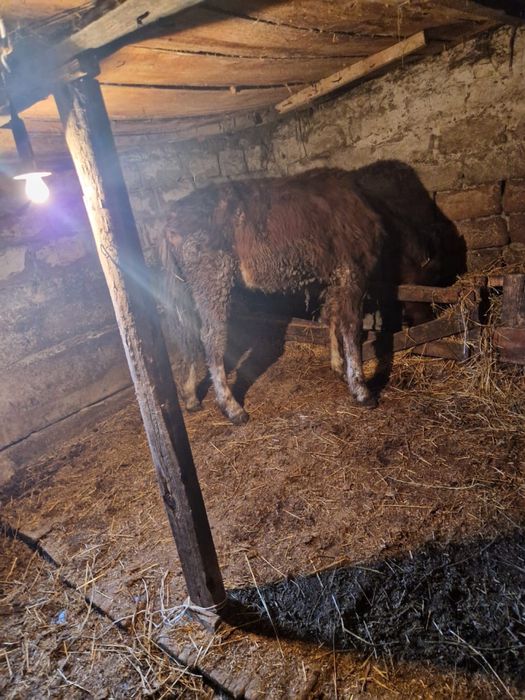 Продам лошадей, тайев