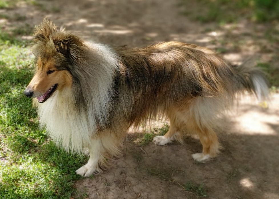 Колли ищет невесту. Колли. Вязка