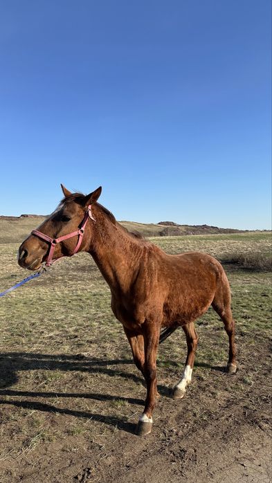 Три Лошади: англичане, полукровка