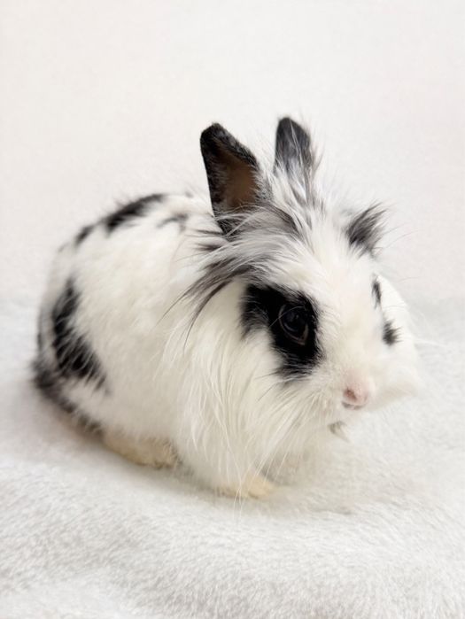 Продам Декоративный Кролик