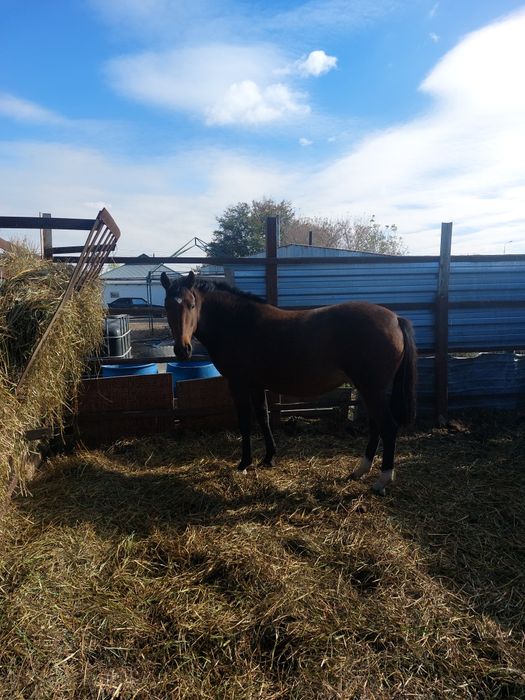 Продам кобылу англ