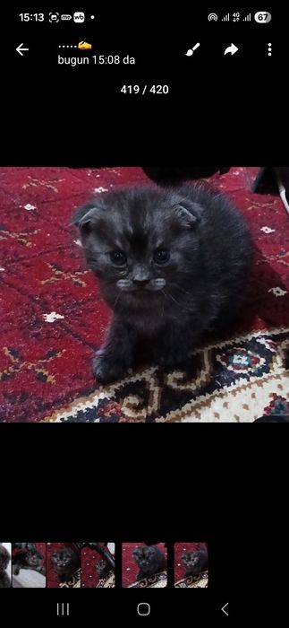 Britanskiy mushukchalar qulogʻi  yotgan 1mlndan.