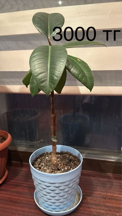 Комнатные цветы.