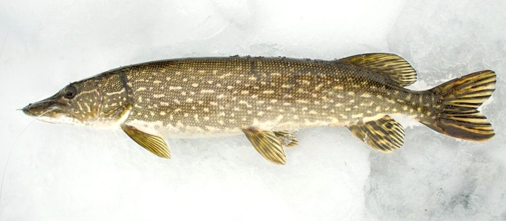 Рыба щука и окунь свежий замороженный