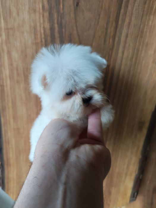 Bichon maltez talie mică
