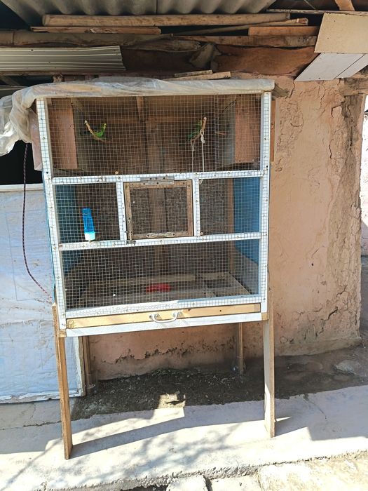 Padchehla sotildi valer bn birga 100$