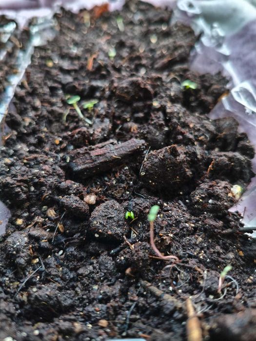 Семена павловнии (Paulownia elongata)