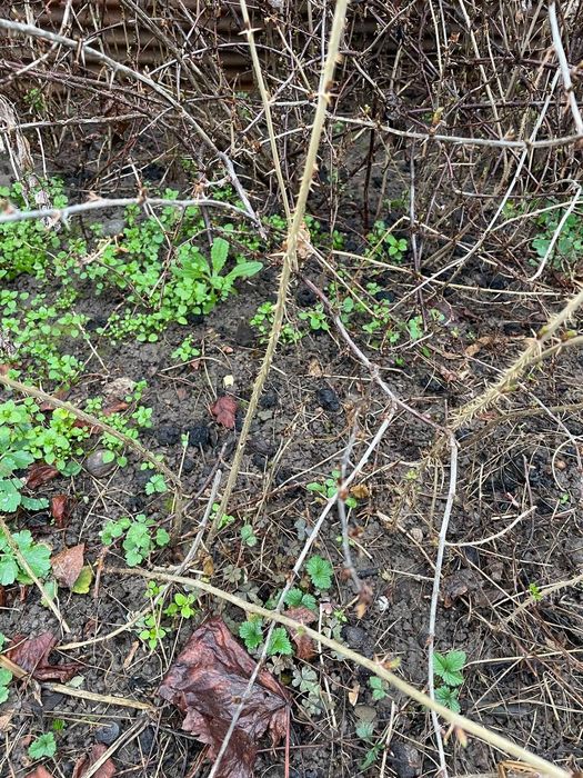 Продам саженцы  крыжовника