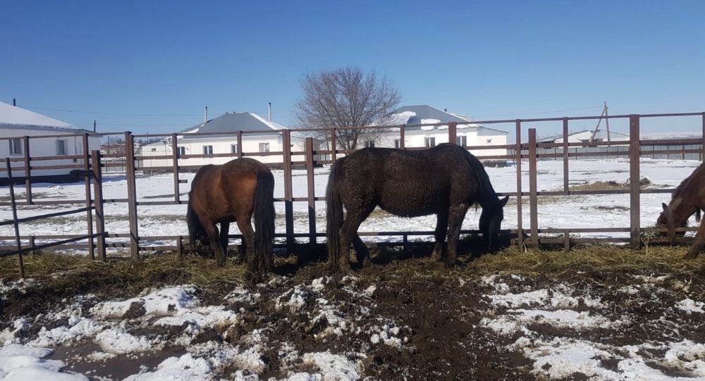 Продам лошадей срочно