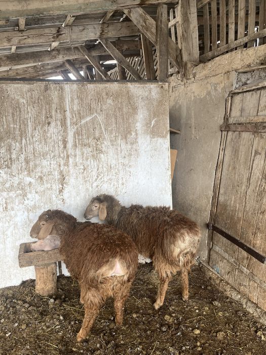 Семіз тоқтылар сатылады