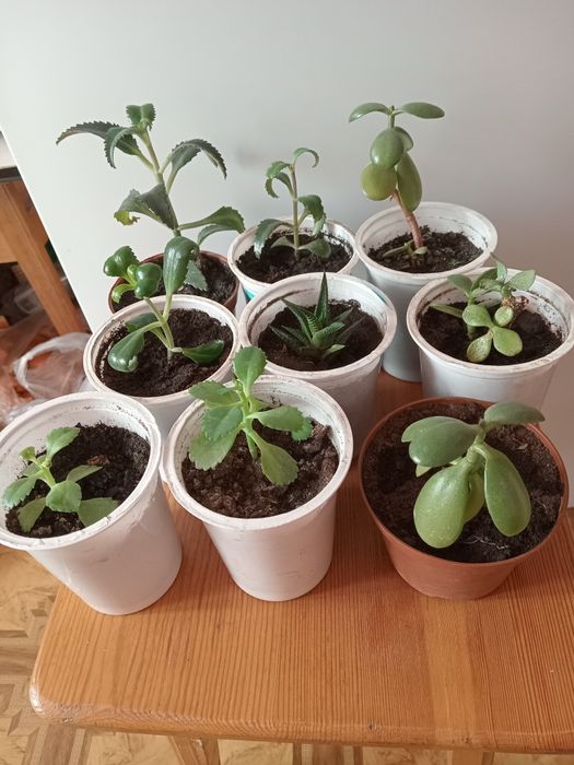 Продам комнатные  цветы укоренённые