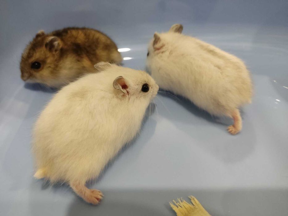 Мини хамстерчета