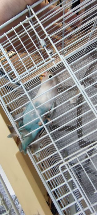 Agaporis Fisher de vânzare/schimb  papagal