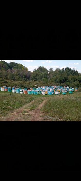 Продам свежий мед оптом
