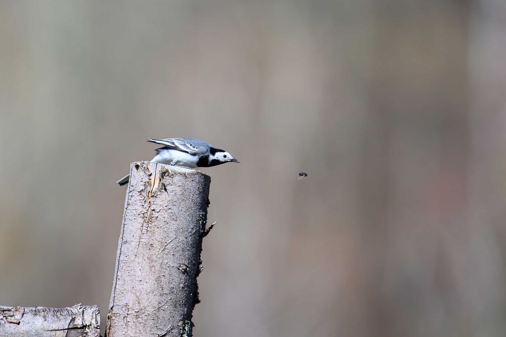 Tamron 150 600 g2 Nikon
