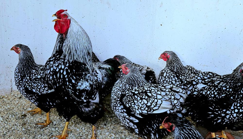 De vânzare Familii și oua pt incubat