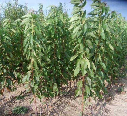 Олма. Гилос. Нок. Бодом